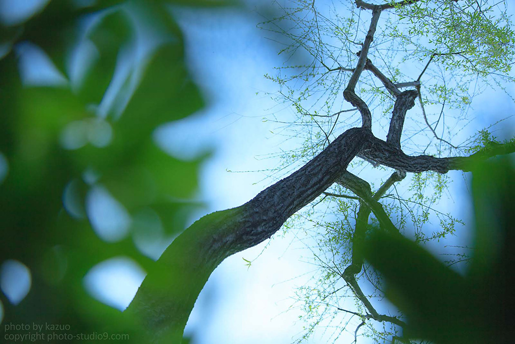 Tree from unique angle