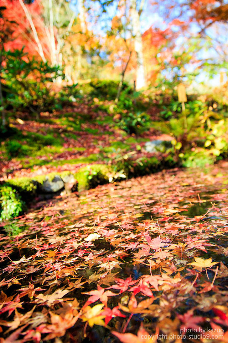 Autumn leaves on pond surface
