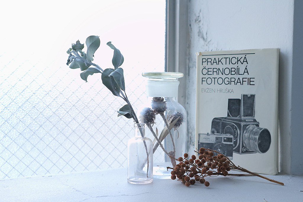 Plants by the window