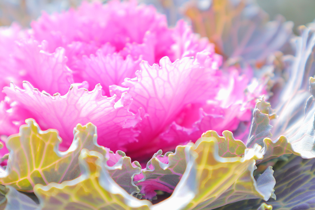 Kale leaves shot with Creative Assist