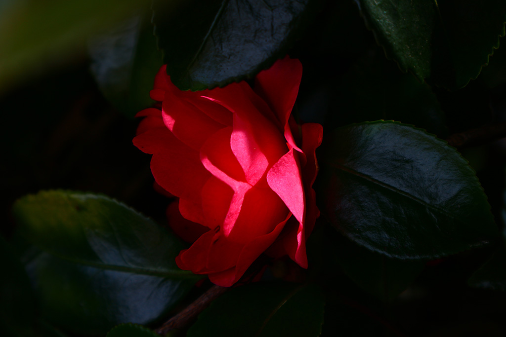 Dramatic rose shot with Creative Assist