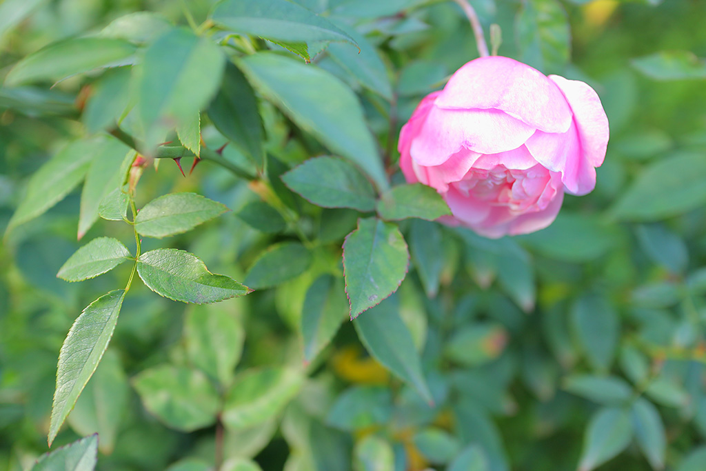 Flower with background bokeh