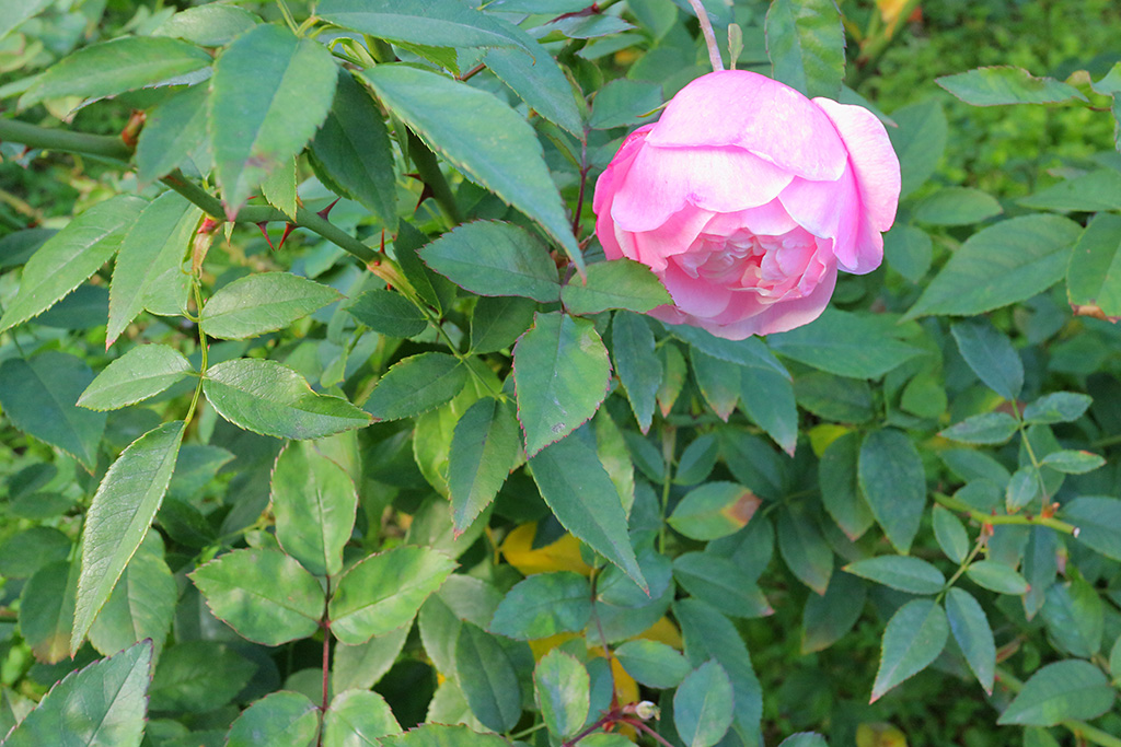 Flower with no background bokeh