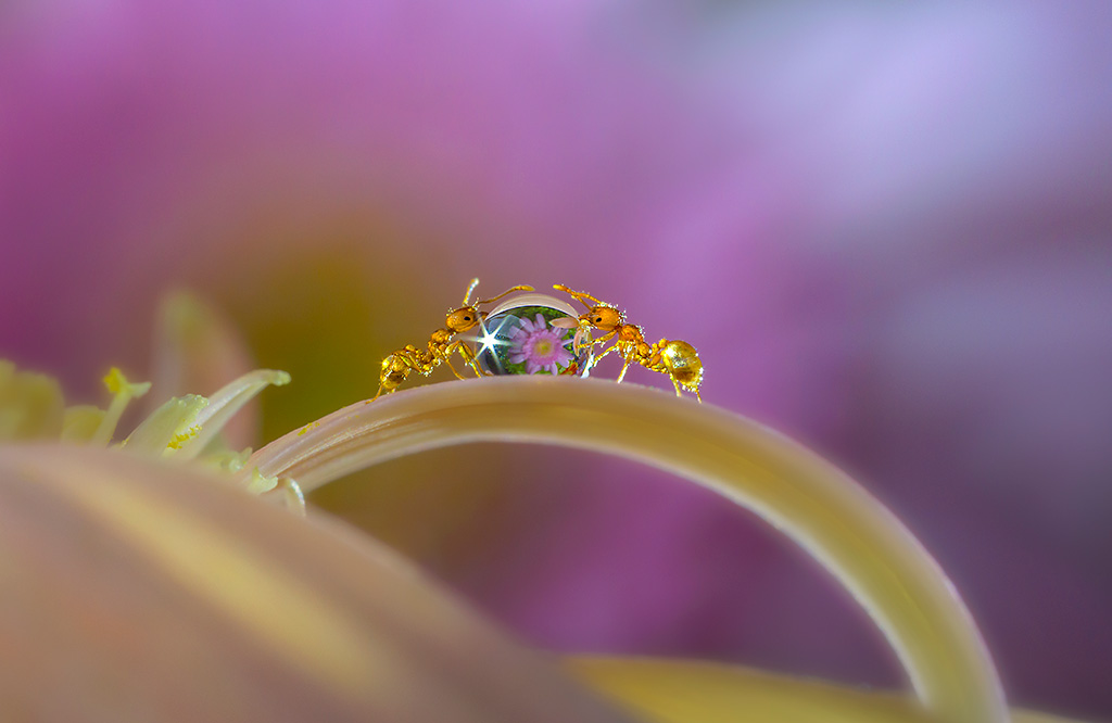 Ants with water drop and starburst