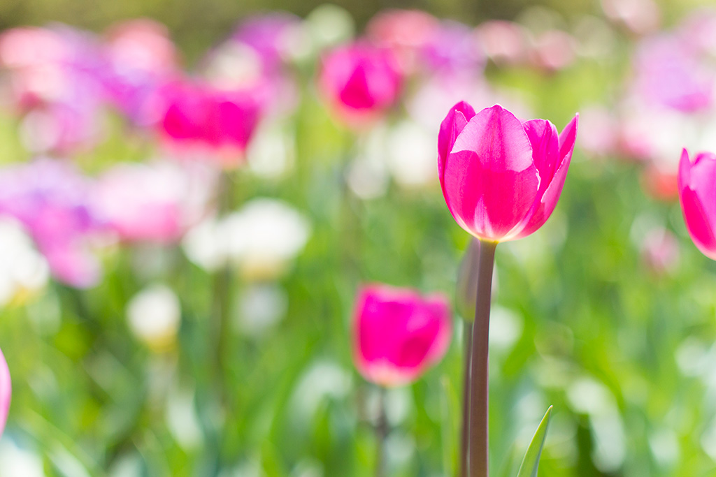 Flowers in field with creamy bokeh