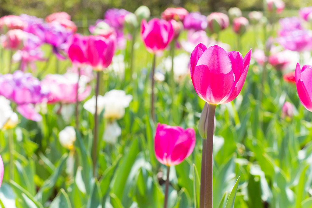 Flowers in field with very little bokeh