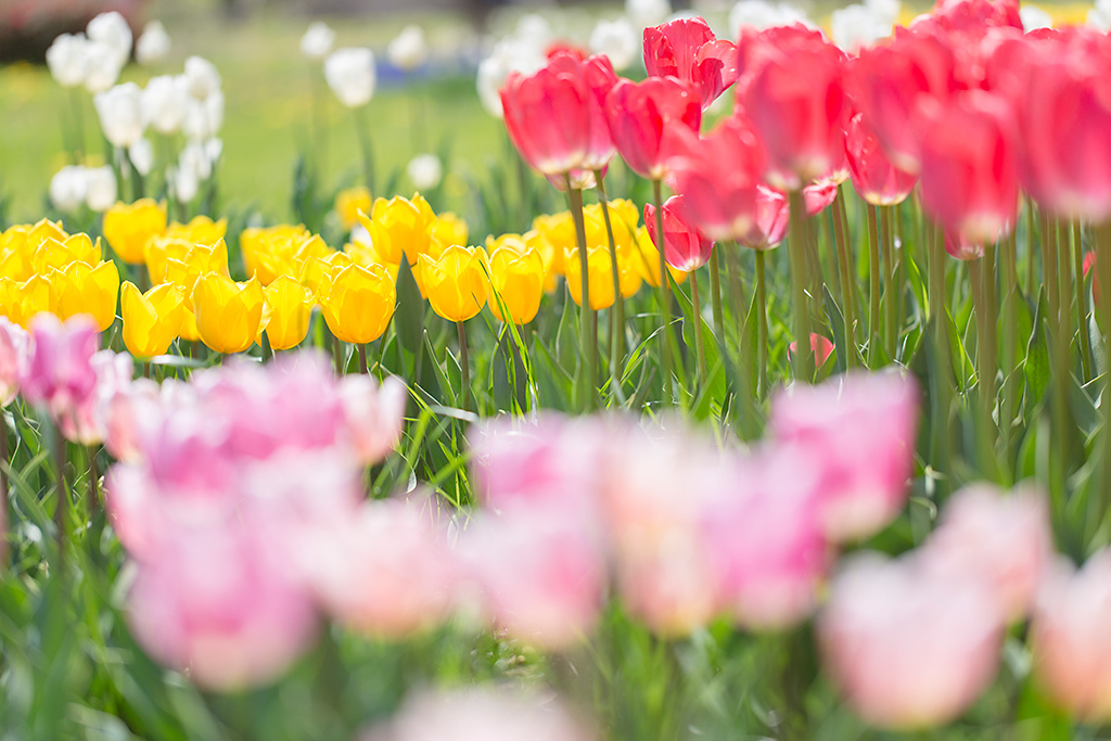 Flowers in field