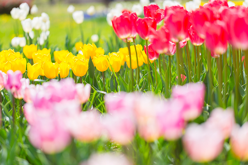 Flowers in field with more vivid colours