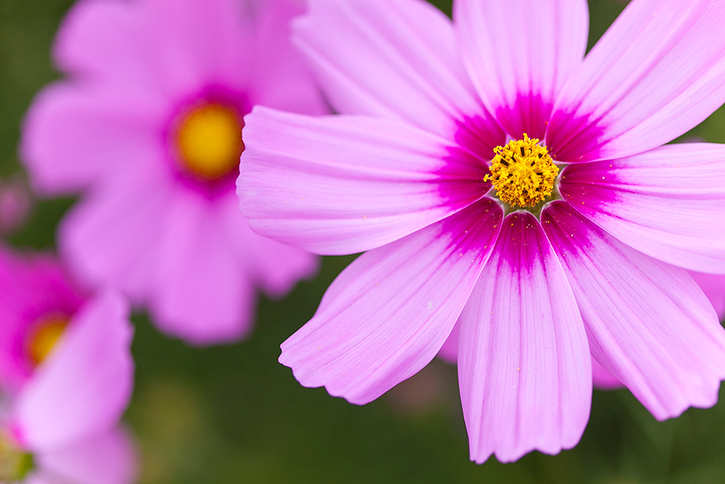 Flowers with bokeh background