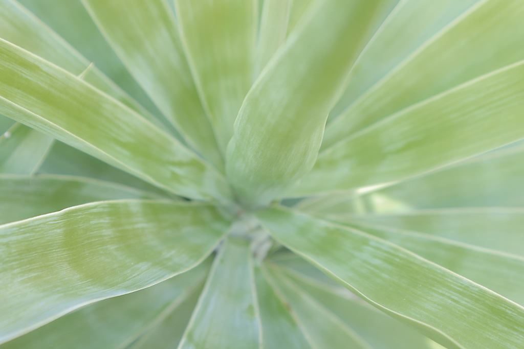 Top-down shot of plant