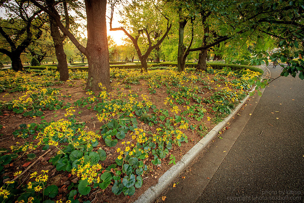 Flowers in a park