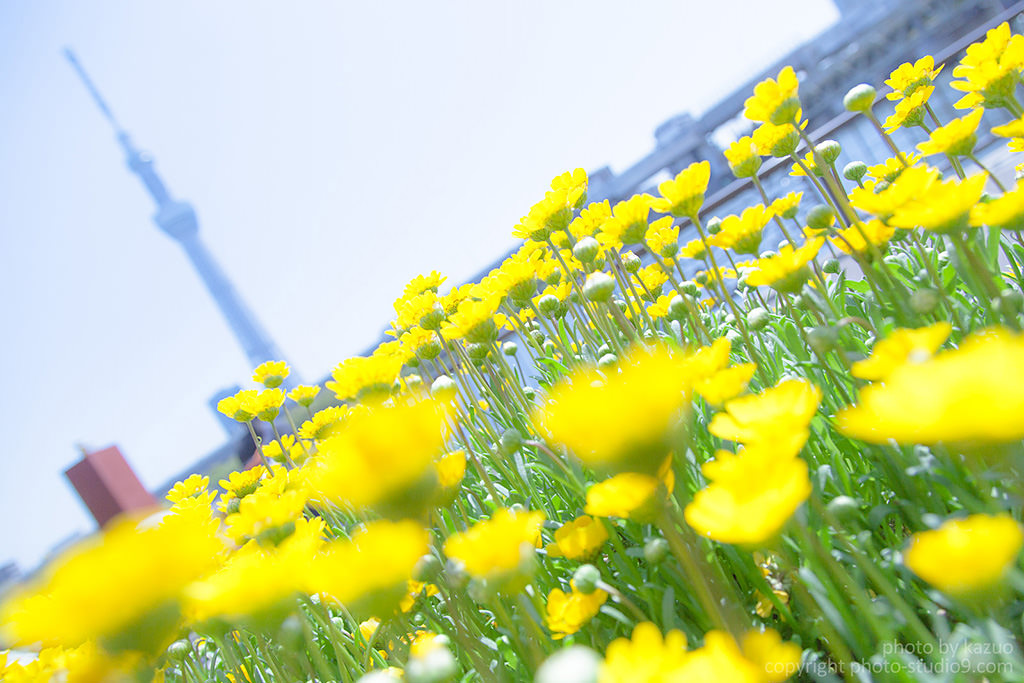 Flowers shot at 24mm