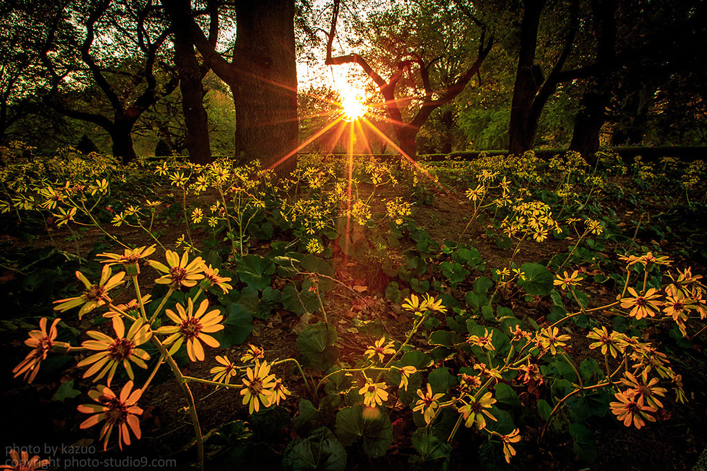 Flowers with starburst, high angle at 16mm