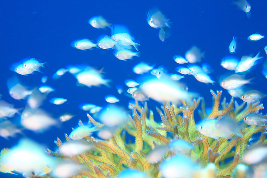 Underwater photo with purple blue water