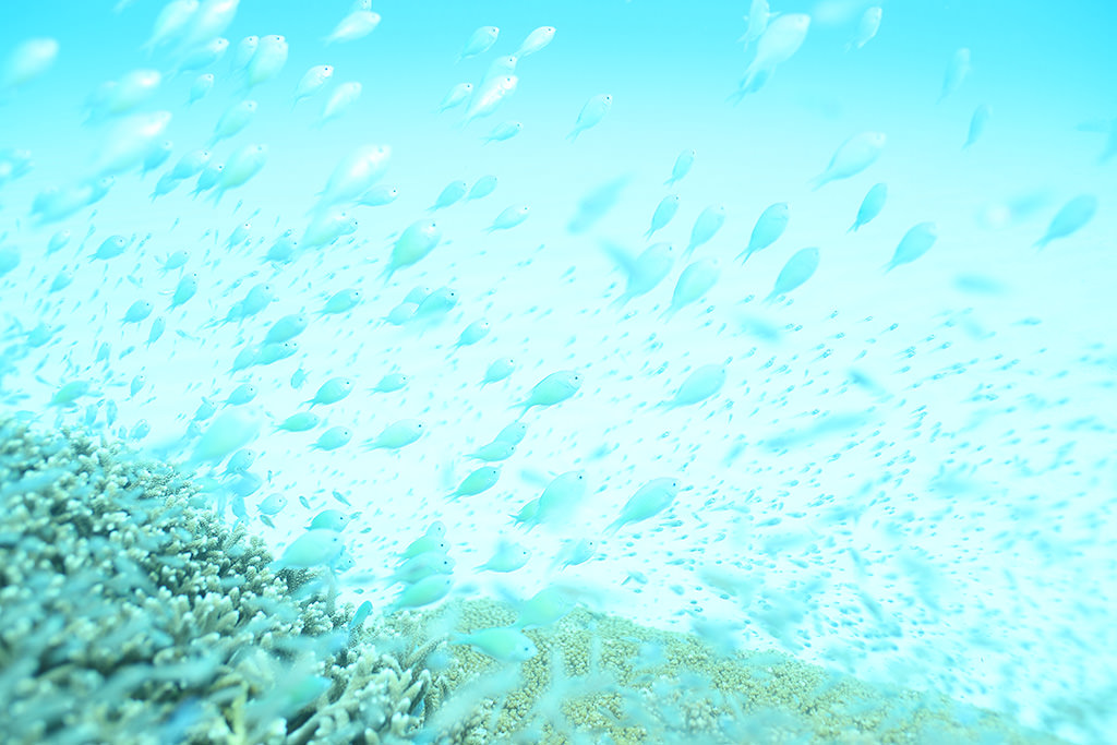 Underwater shot with everything in pale blue