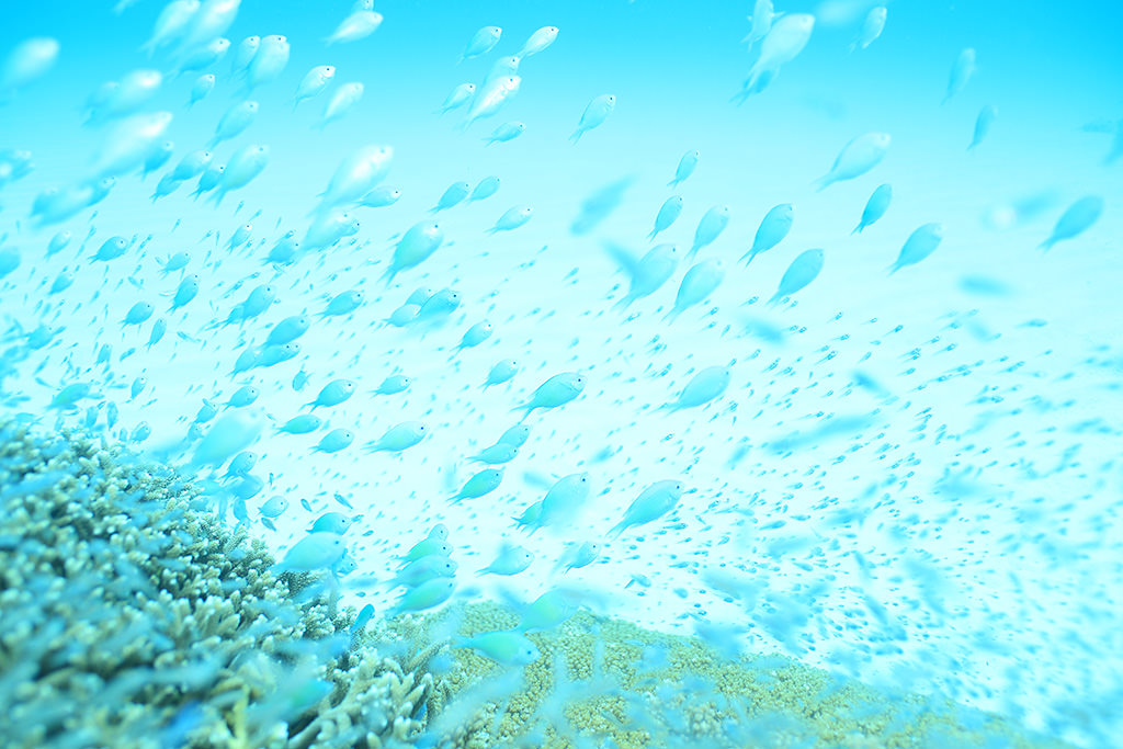 Pale blue photo of fish swimming underwater