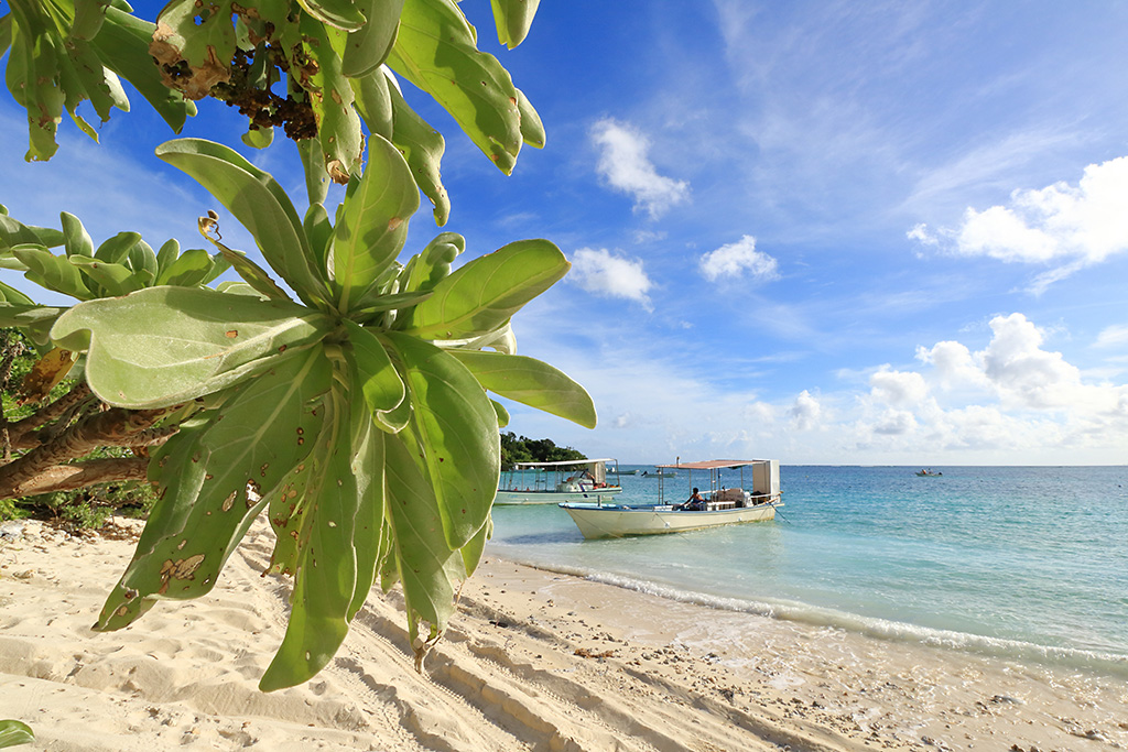 Deep focus seaside landscape with close up of tree in foreground
