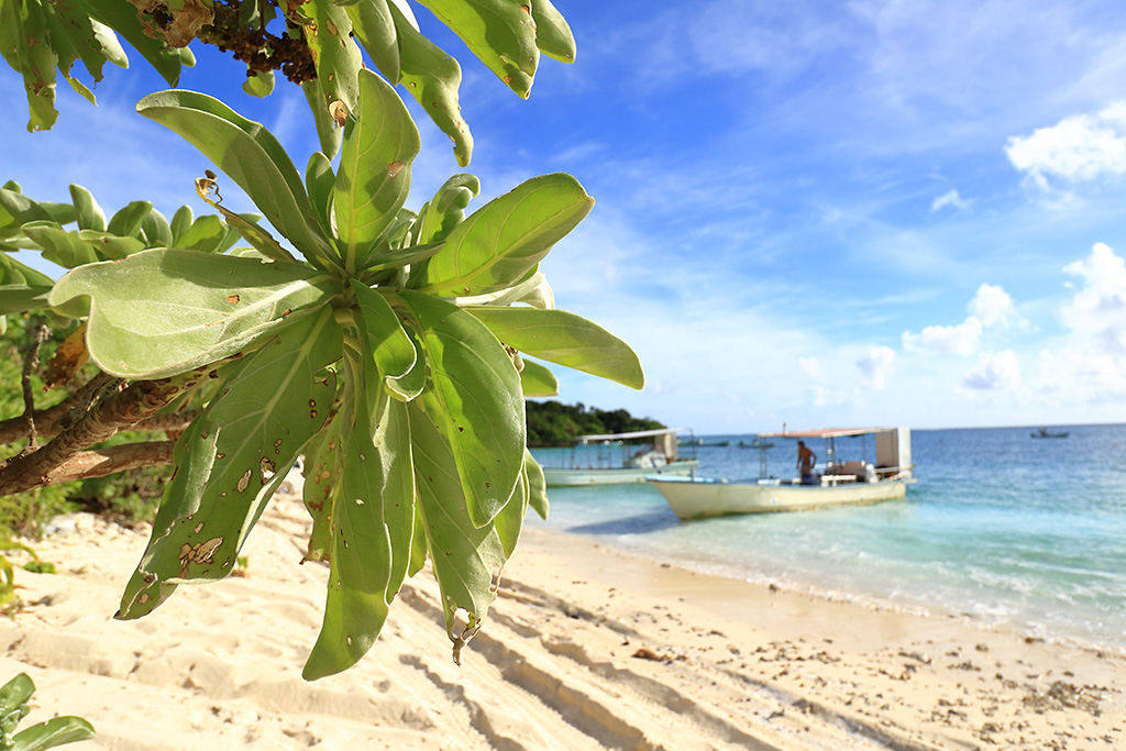 Seaside landscape with tree in foreground, background bokeh at f/5