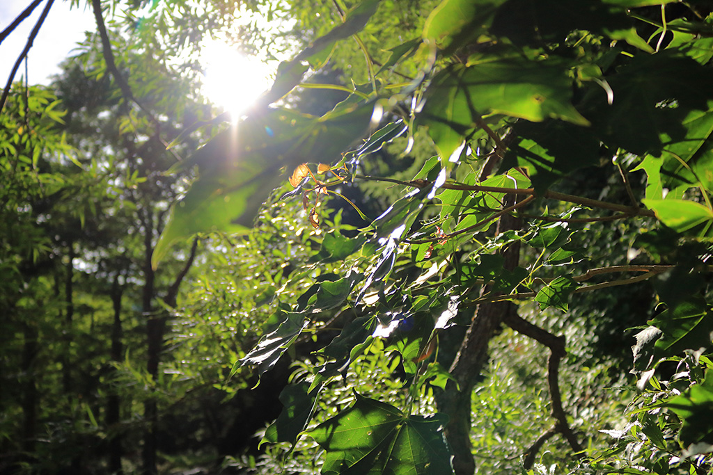 Tree branches with sun, no starburst