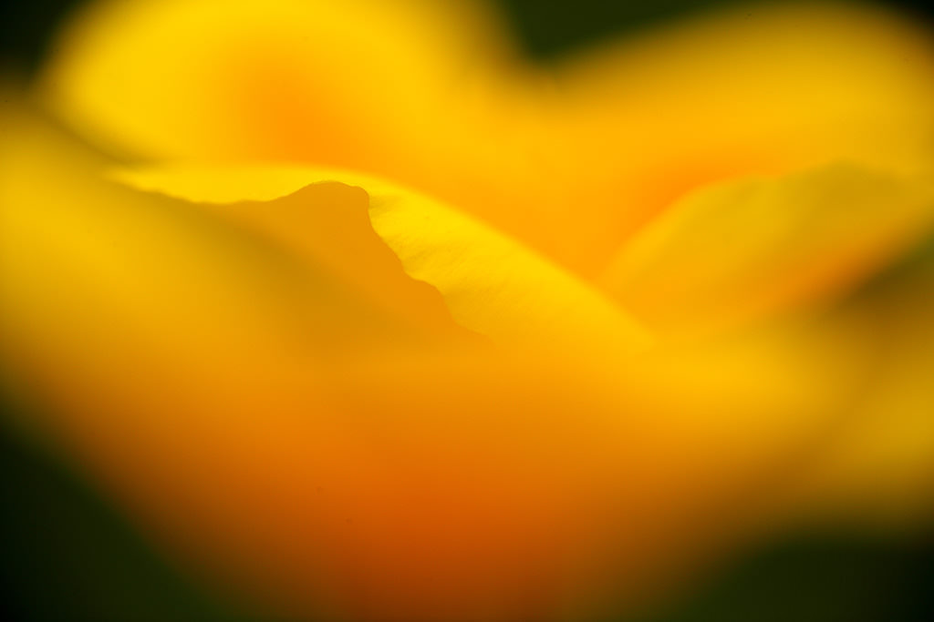Close-up of poppies with foreground bokeh