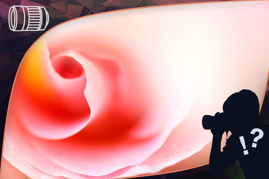 Close-up of rose with foreground bokeh