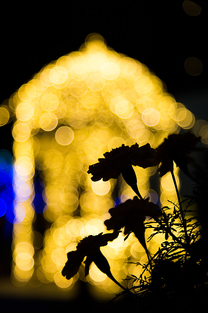 Flower silhouettes against bokeh circles