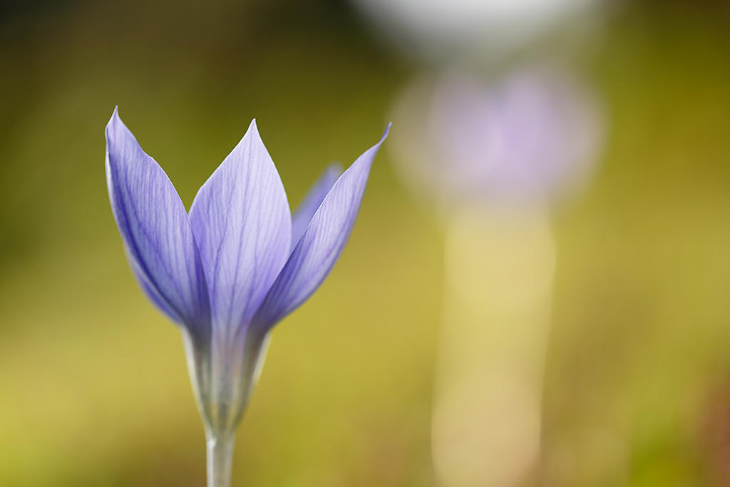 Flowers in diagonal composition with bokeh