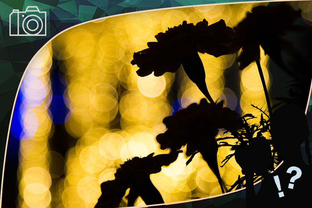 Flower silhouettes against bokeh lights