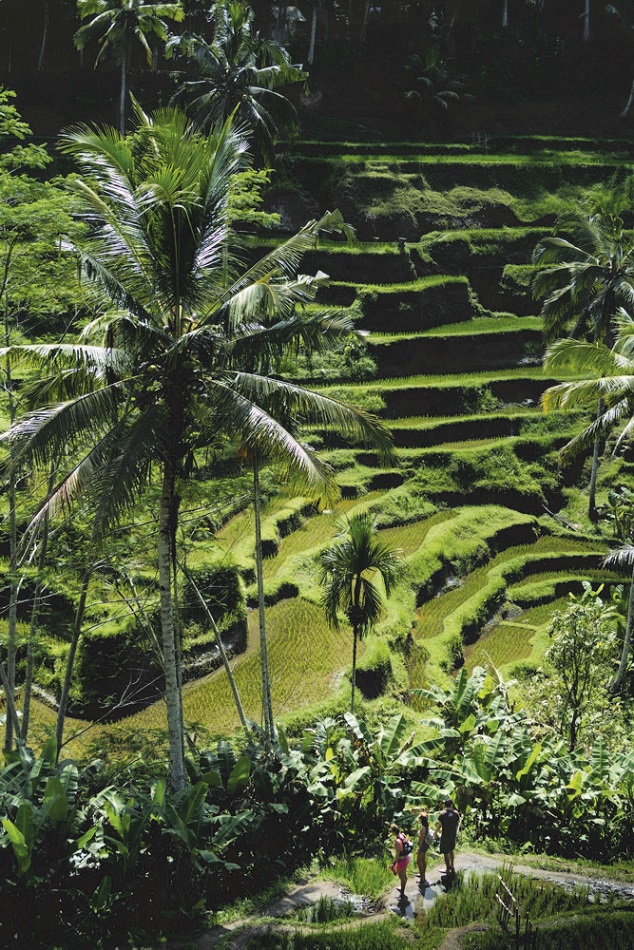 Ubud's iconic Ceking Tegalalang