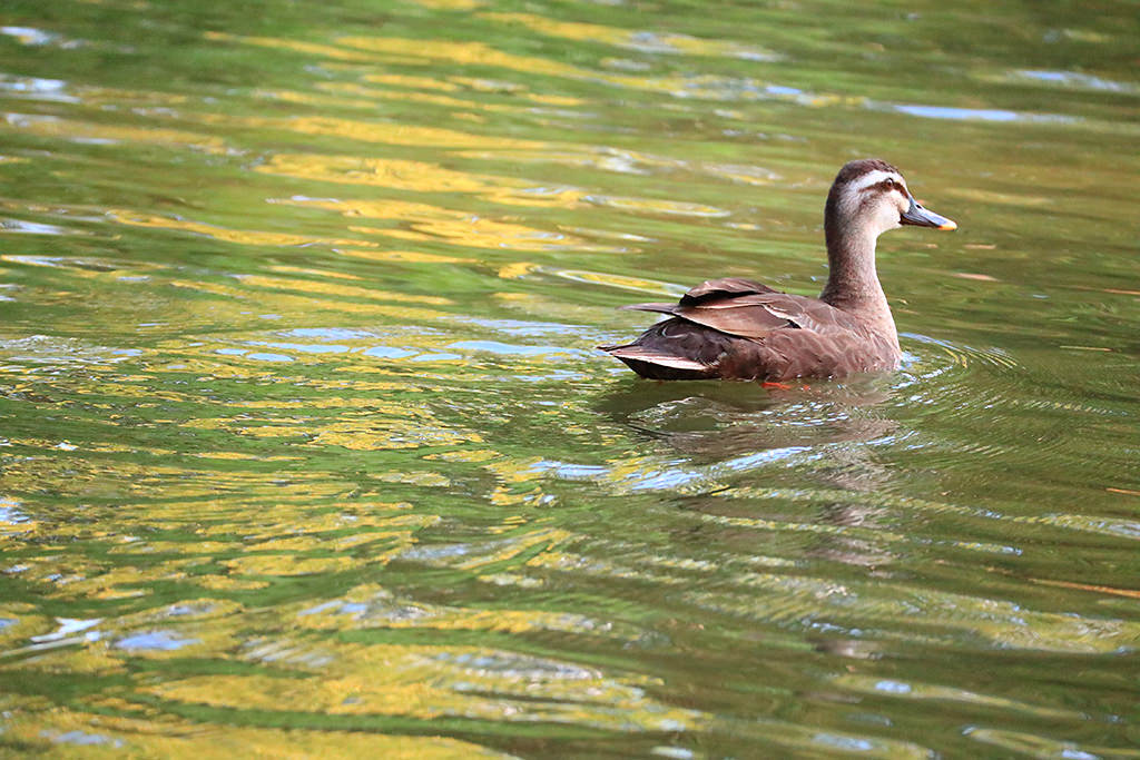 Duck on water