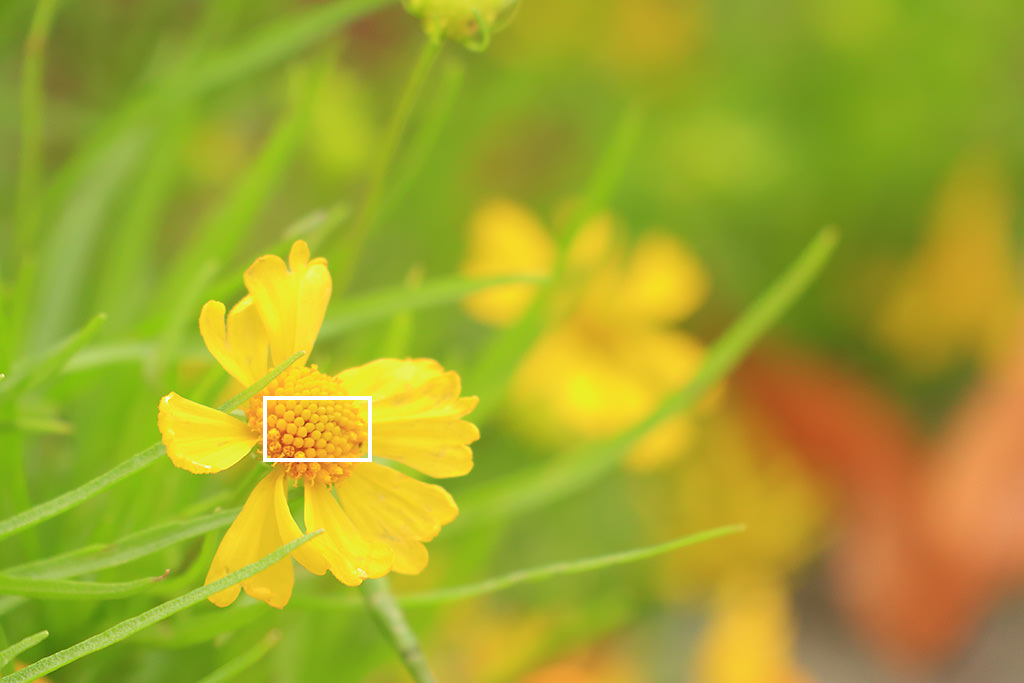 Flower showing AF frame in centre