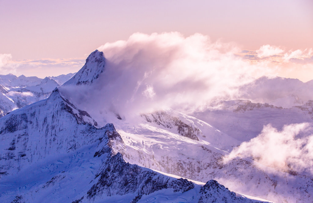 Majestic ‘Abba’.