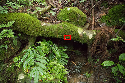 The EF24-70mm f/4L IS USM macro mode shooting scene