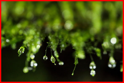 The EF24-70mm f/4L IS USM macro mode shooting scene