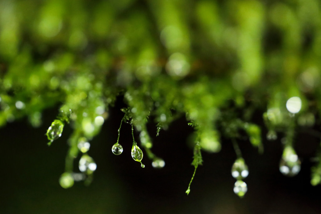 A shot taken by the EF24-70mm f/4L IS USMin macro mode