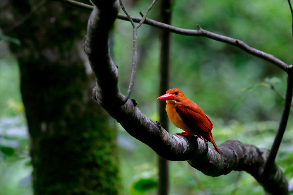 Wild birds photographed with the EOS 7D Mark II