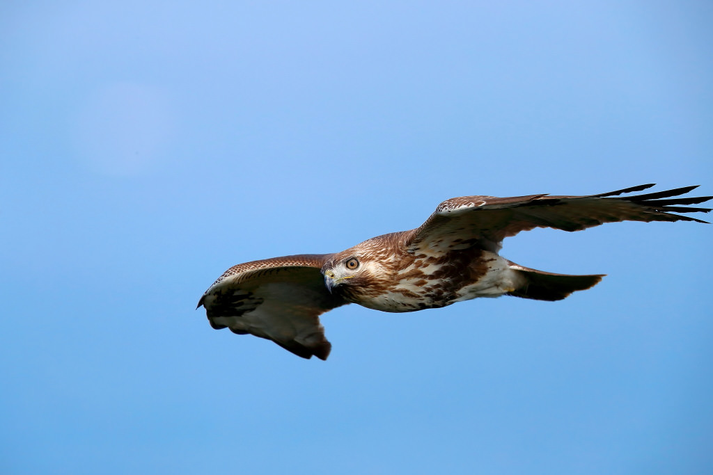 A wild bird photographed with the EOS-1D X Mark II