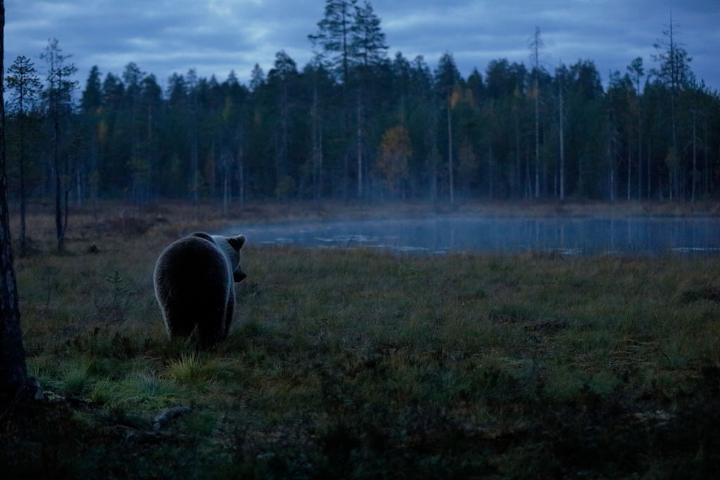 Brown bear in Finland, photographed with the EOS 5D Mark IV