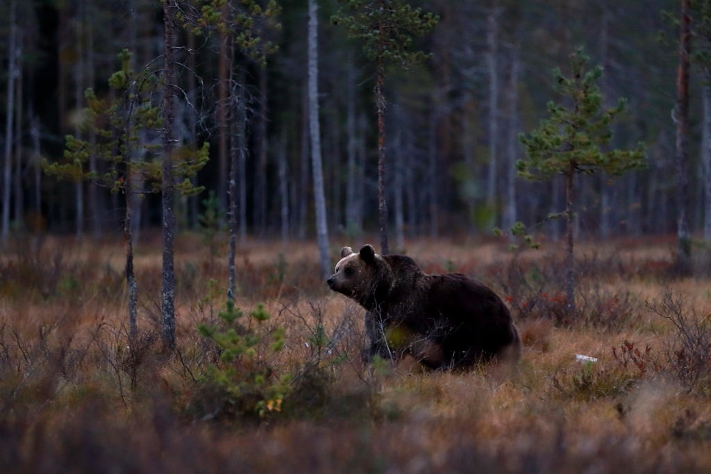 Bear in Finland shot 7 min before sunset with the EOS 5D Mark IV