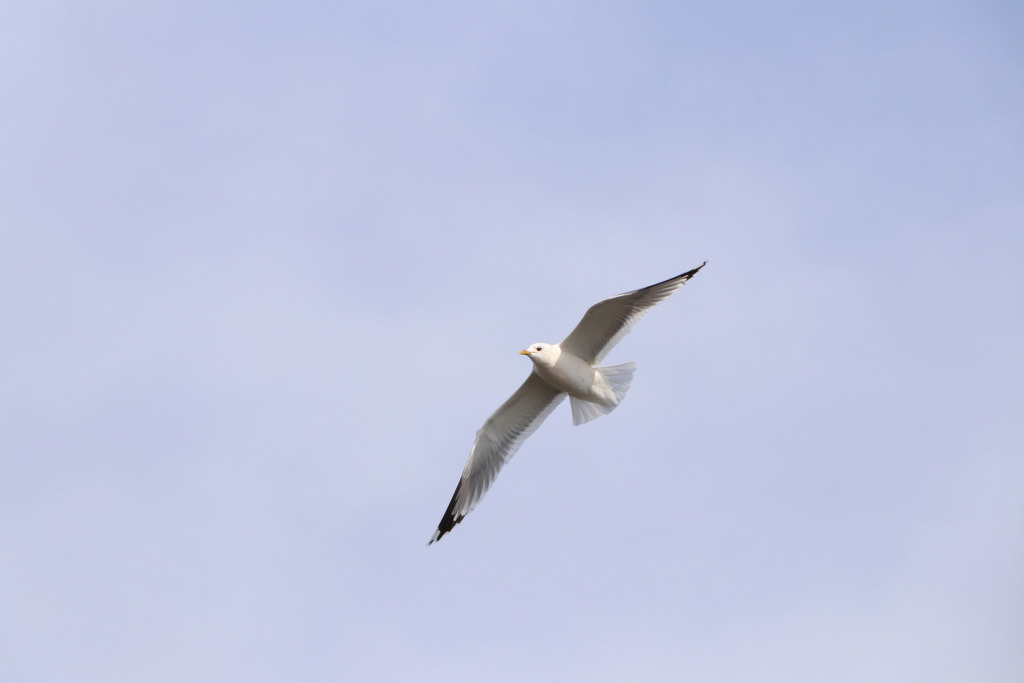 Seagull photographed with the EOS 77D