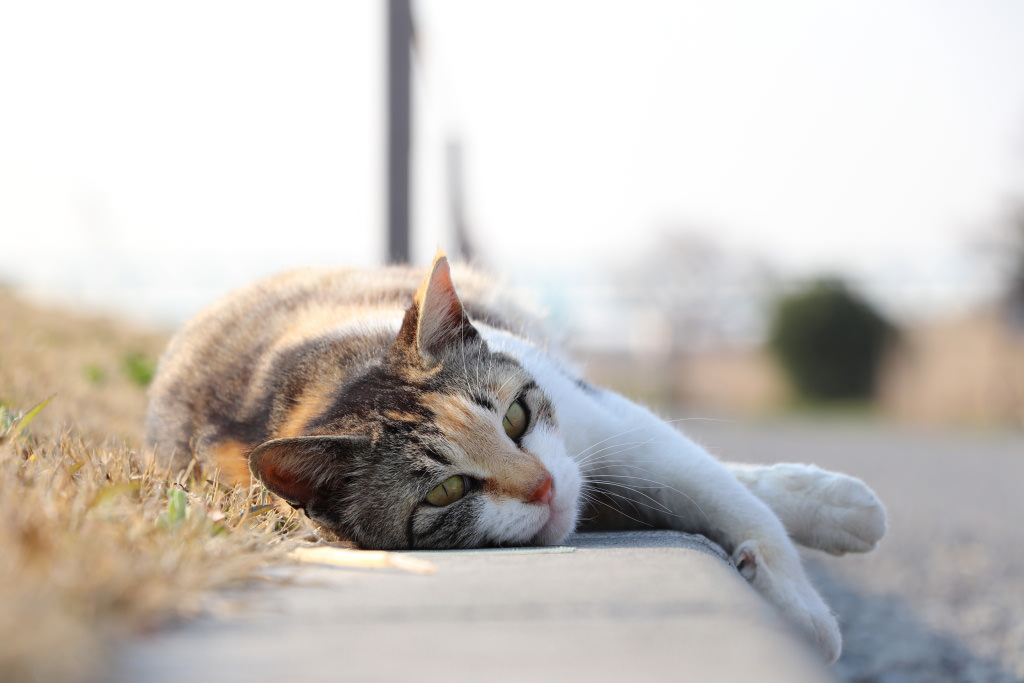 Cat, photographed with the EOS 77D (Vari-angle LCD monitor)