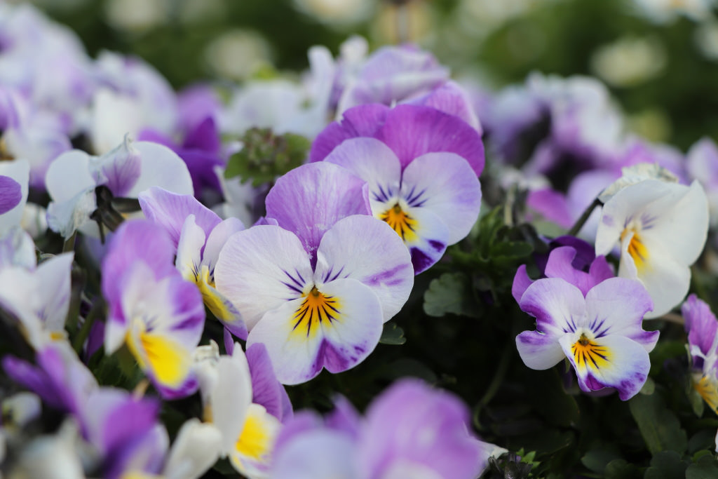 Flowers photographed with the EOS 77D (Picture Style- Fine Detail)