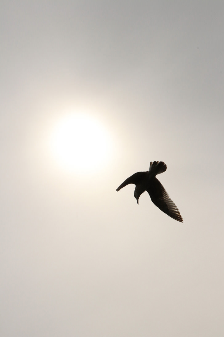 Seagull photographed with the EOS 77D (AI Servo AF)