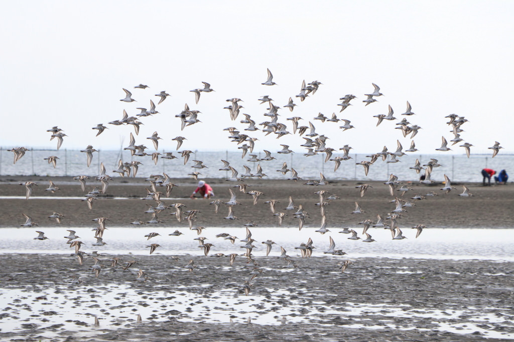Birds photographed with the EOS 77D (continuous shooting)