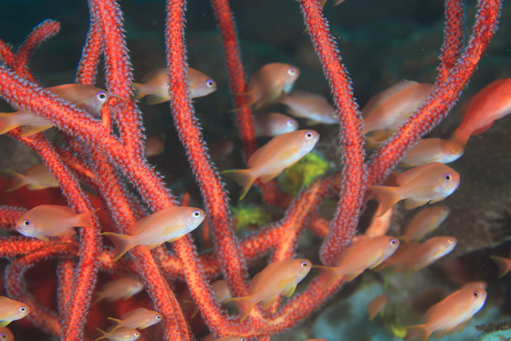 Swimming fish shot at 1/100 sec with EF100mm f/2.8L Macro IS USM