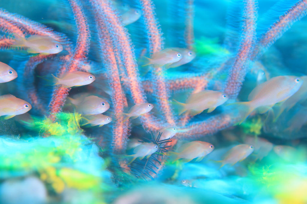 Swimming fish shot at 1/15 sec with EF100mm f/2.8L Macro IS USM