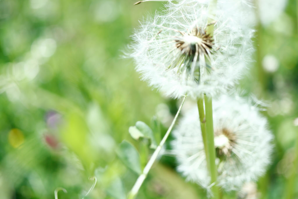 Dandelion macro photo, shot with the EF-S35mm f/2.8 Macro IS STM