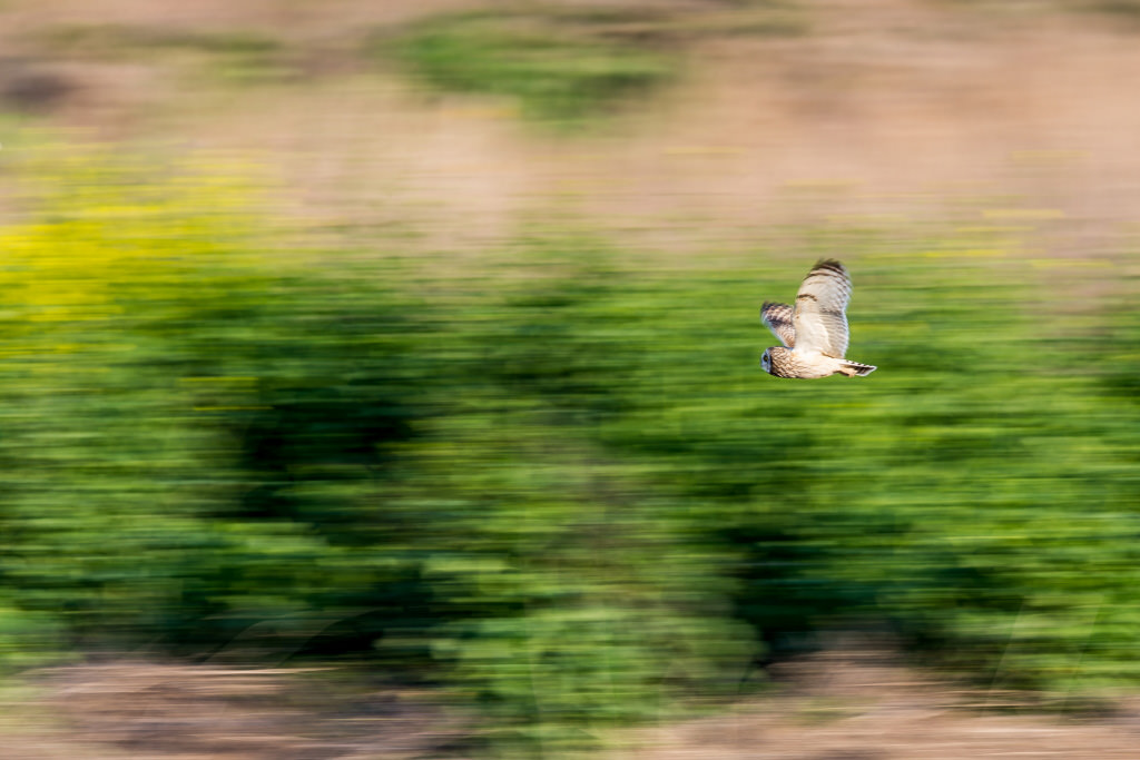 Horizontal panning shot of wild bird in flight
