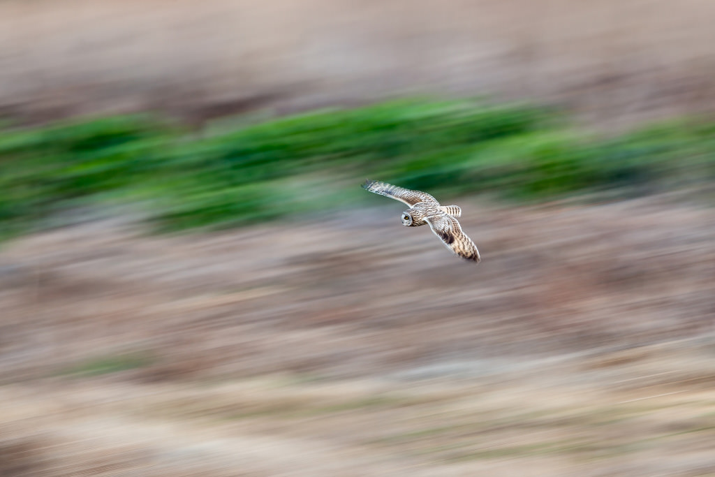 Panning shot of flying bird