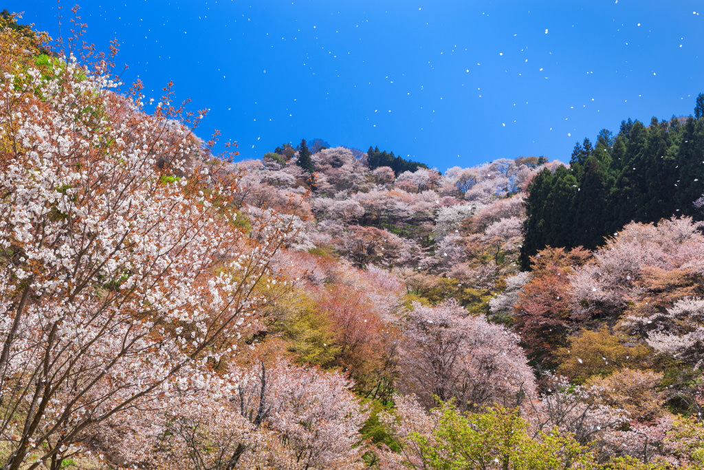 Sakura trees at Mount Yoshino, shot with the EF24-70mm f/2.8L II USM